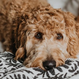 a dog lying on a bed looking